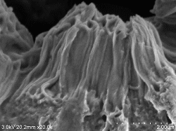 ranal-glomerular-surface-conductive-staining2